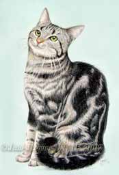 Robin II chat en portrait sur commande 20 x 30 cm ralis aux crayons